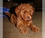 Small Photo #10 Miniature Labradoodle Puppy For Sale in MANHEIM, PA, USA