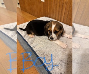 Beagle Puppy for sale in WATERLOO, SC, USA