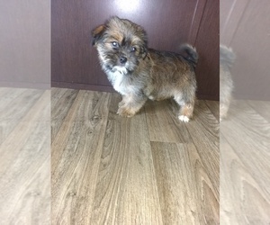 Yorkshire Terrier Puppy for sale in LAPEER, MI, USA