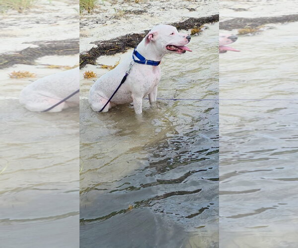 Medium Photo #2 American Bulldog-Unknown Mix Puppy For Sale in Miami, FL, USA