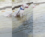 Small Photo #2 American Bulldog-Unknown Mix Puppy For Sale in Miami, FL, USA