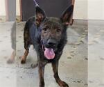 Small German Shepherd Dog