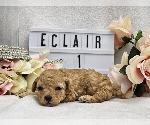 Medium Photo #1 Poodle (Toy) Puppy For Sale in COLLEGE STA, TX, USA