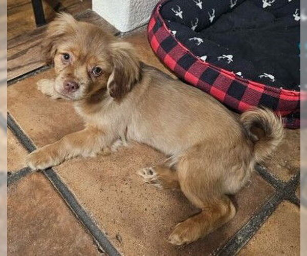 Medium Photo #2 Dachshund-Spaniel Mix Puppy For Sale in Apple Valley, CA, USA