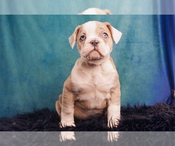 Medium Photo #1 Olde English Bulldogge Puppy For Sale in WARSAW, IN, USA