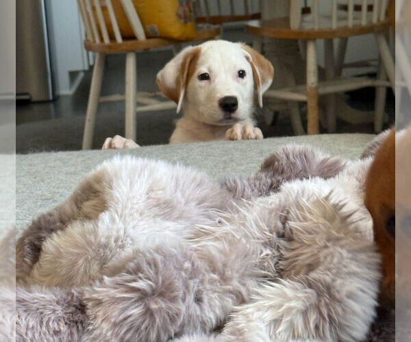 Medium Photo #2 Labbe Puppy For Sale in Chester, VA, USA