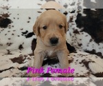 Puppy Pink Female Golden Retriever