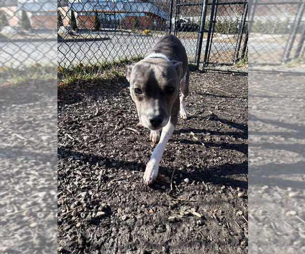 Medium Photo #2 Mutt Puppy For Sale in Elmsford, NY, USA