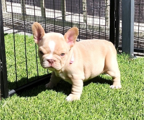 Medium Photo #5 French Bulldog Puppy For Sale in LAS VEGAS, NV, USA