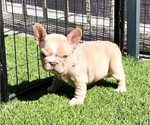 Small #4 French Bulldog