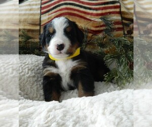 Medium Bernese Mountain Dog