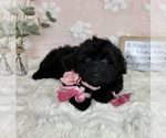 Small #3 Bernedoodle (Miniature)