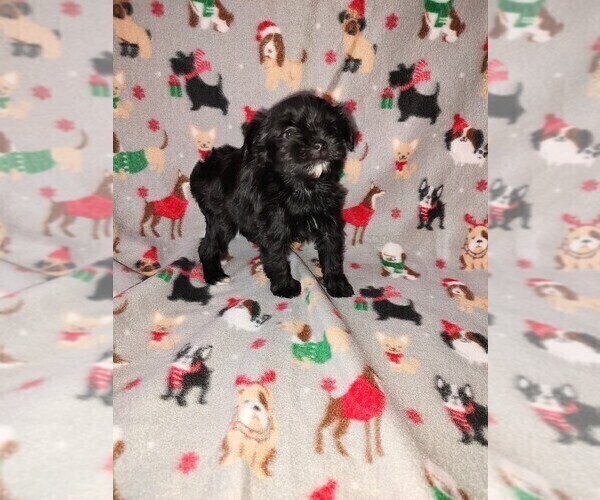 Medium Photo #24 YorkiePoo Puppy For Sale in LAPEER, MI, USA