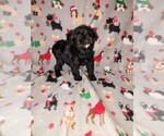 Small Photo #24 YorkiePoo Puppy For Sale in LAPEER, MI, USA