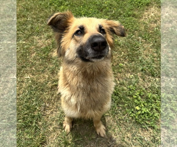 Medium Photo #6 Collie-Unknown Mix Puppy For Sale in Houston, TX, USA
