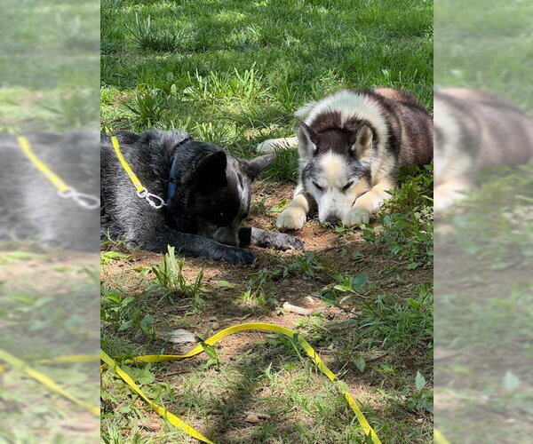 Medium Photo #3 Mutt Puppy For Sale in Garden City, NY, USA