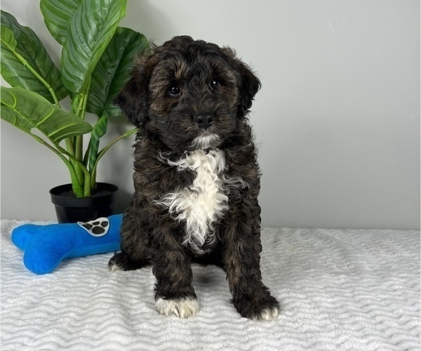 Medium Photo #2 Aussiedoodle Miniature  Puppy For Sale in FRANKLIN, IN, USA