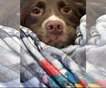 Small #1 English Springer Spaniel Mix