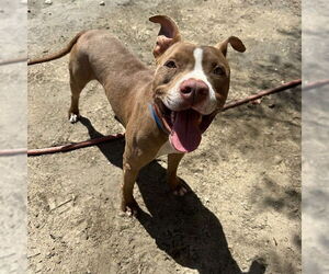 Mutt Dogs for adoption in Riverside, CA, USA