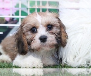 Cava-Tzu Puppy for sale in MARIETTA, GA, USA