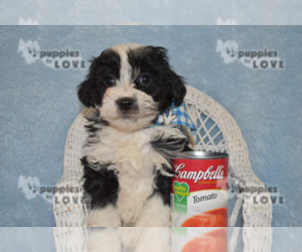 Medium Photo #10 Aussiedoodle Puppy For Sale in SANGER, TX, USA