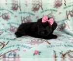 Small #5 Aussiedoodle Miniature 