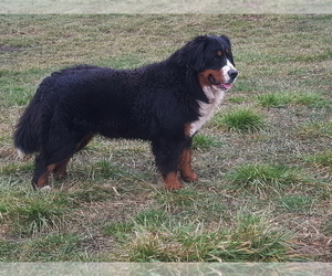 Mother of the Bernese Mountain Dog puppies born on 05/10/2021