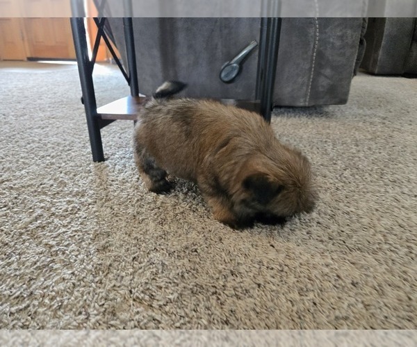 Medium Photo #9 Shih Tzu Puppy For Sale in CARLYLE, IL, USA