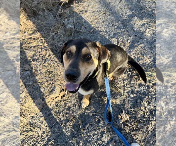 Medium Photo #13 American Foxhound-Unknown Mix Puppy For Sale in Brewster, NY, USA