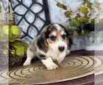 Small #1 Dachshund