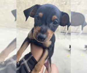Miniature Pinscher Puppy for sale in DOWNEY, CA, USA