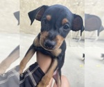 Small Miniature Pinscher