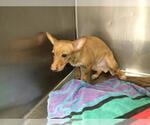 Small Chihuahua