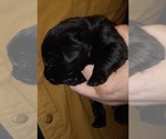 Small Photo #6 Labrador Retriever Puppy For Sale in ATHOL, MA, USA