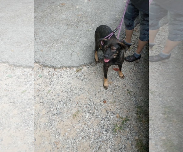 Medium Photo #2 Beagle-Unknown Mix Puppy For Sale in Frenchburg, KY, USA