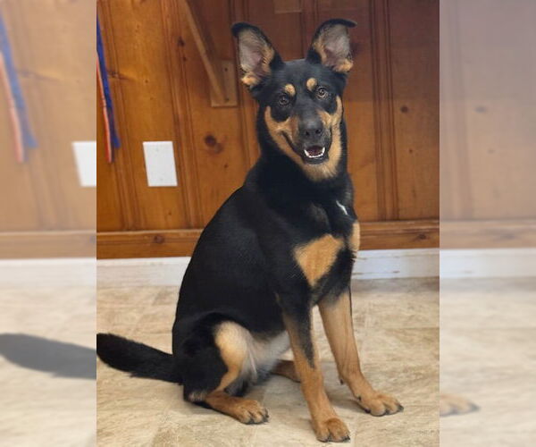 Medium Photo #1 Mutt Puppy For Sale in Raleigh, NC, USA