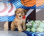 Small Photo #7 Poodle (Miniature)-Shorkie Tzu Mix Puppy For Sale in KIRKWOOD, PA, USA