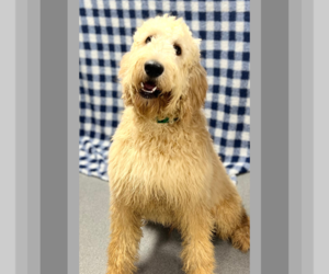 Irish Doodle Puppy for sale in DUNDEE, OH, USA