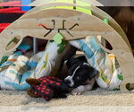 Small #5 Boxer Mix