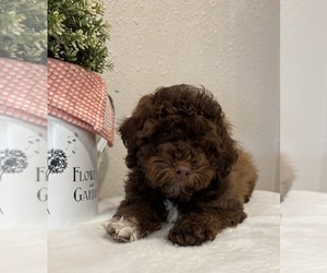 Whoodle (Miniature) Puppy for Sale in DOSS, Missouri USA
