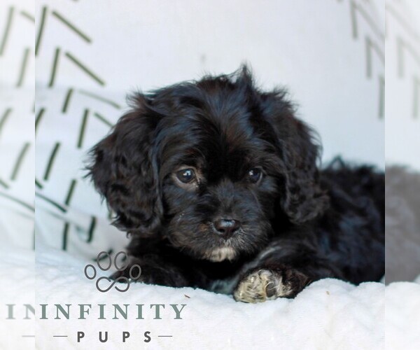 Medium Photo #3 Cavapoo (Miniature) Puppy For Sale in ELIZABETHTOWN, PA, USA