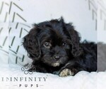 Small #2 Cavapoo (Miniature)