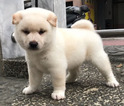 Small Photo #3 Shiba Inu Puppy For Sale in SEATTLE, WA, USA