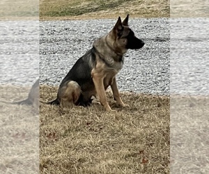 Mother of the German Shepherd Dog puppies born on 11/17/2022