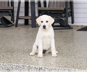 Labrador Retriever Puppy for sale in SYRACUSE, IN, USA