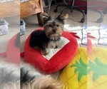 Small Photo #5 Yorkshire Terrier Puppy For Sale in VALRICO, FL, USA