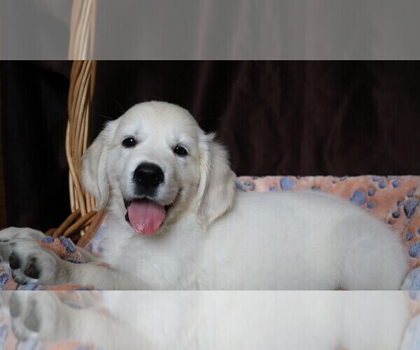 Medium Photo #2 English Cream Golden Retriever Puppy For Sale in LANCASTER, WI, USA