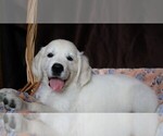 Small #1 English Cream Golden Retriever