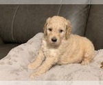 Small #20 Goldendoodle