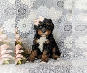 Miniature Bernedoodle Puppy for sale in GLEN ROCK, PA, USA